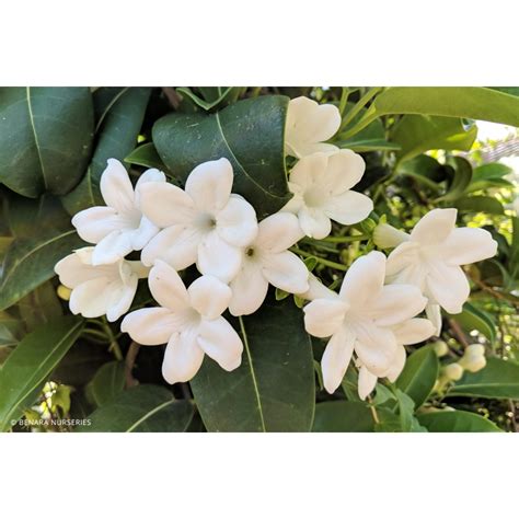 stephanotis floribunda bunnings.